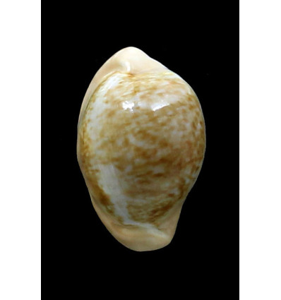 fuscorubra 37,0mm BIG