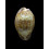 zonaria 40,2mm BIG