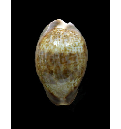 zonaria 40,2mm BIG