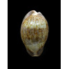 zonaria 40,2mm BIG
