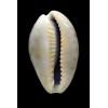 zonaria 40,2mm BIG