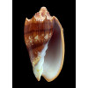 vespertilio 99,5mm COLORFUL