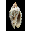 musica 51,0mm SP