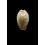 spurca verdensium 24,0mm