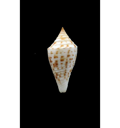 paschalli 24,0mm