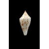 paschalli 24,0mm