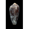 paramagnificus 54,0mm
