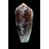 paramagnificus 54,0mm