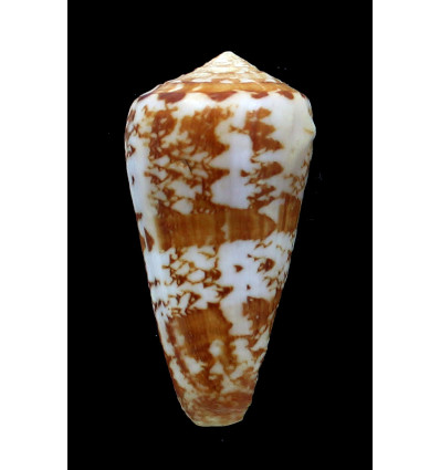 natalis gilchristi 58,0mm