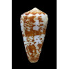 natalis gilchristi 58,0mm