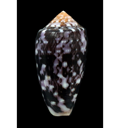 floccatus 64,0mm DARK