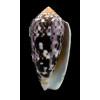 floccatus 64,0mm DARK