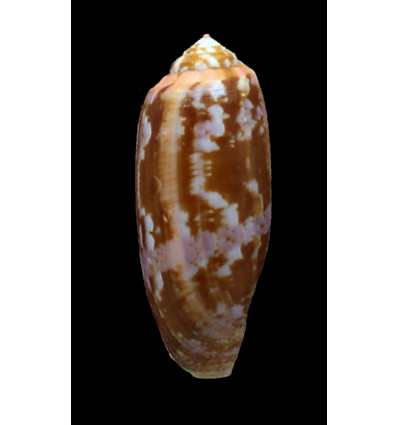 eldredi 44,0mm LIVE