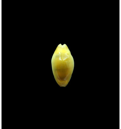 moneta 18,0mm NR