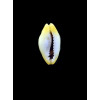 moneta 18,0mm NR