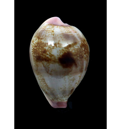 hirasei 48,0mm CHINA SEA