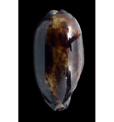 testudinaria 125,0mM DARK