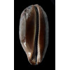 testudinaria 125,0mM DARK