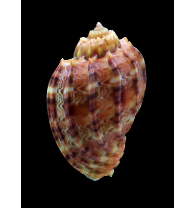 kajiyamai 65,1mm