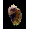 kajiyamai 65,1mm