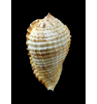 grande 72,0mm XXL