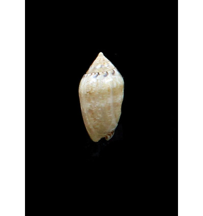 ozodona sandwicensis 25,0mm