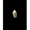 ozodona sandwicensis 25,0mm