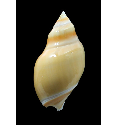 glabrata 72,7mm BIG