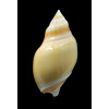 glabrata 72,7mm BIG
