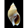 glabrata 72,7mm BIG