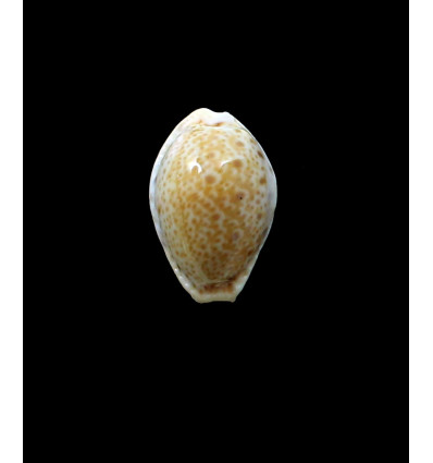 spurca verdensium 24,1mm