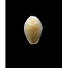 spurca verdensium 24,1mm