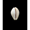 spurca verdensium 24,1mm