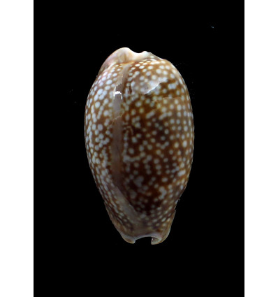 cervus 68,0mm DWARF