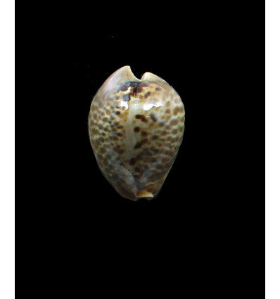 mus 32,0mm DWARF