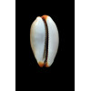 isabella mexicana 35,2mm