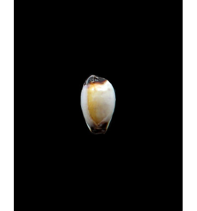 gangranosa reentsi 19,5mm