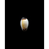 gangranosa reentsi 19,5mm