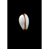 gangranosa reentsi 19,5mm