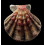 fragosus 86,0mm