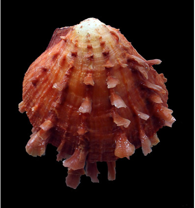 senegalensis 81,0mm