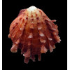 senegalensis 81,0mm