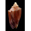 vespertilio agustinensis 115,0mm