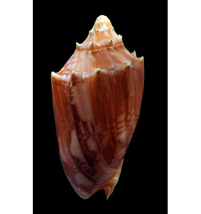 vespertilio agustinensis 115,0mm