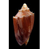 vespertilio agustinensis 115,0mm