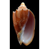 vespertilio agustinensis 115,0mm