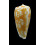 spectrum conspersus 41,3mm