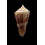 furvus albicans 64,0mm