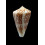lemniscatus clenchi 59,0mm BIG