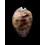venusta 65,0mm